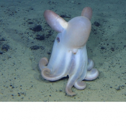 深海の生物 ジュウモンジダコ©JAMSTEC
